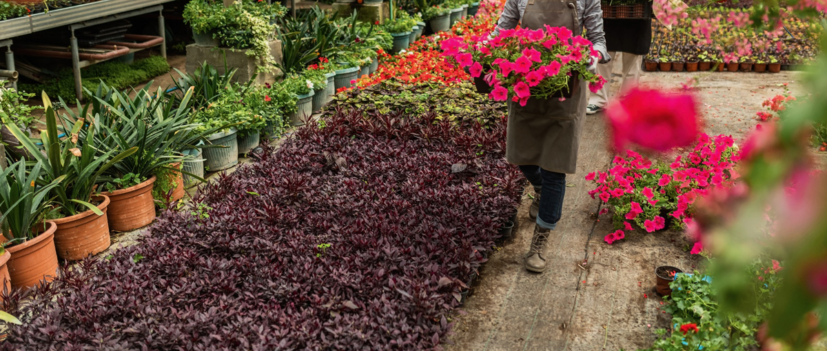 Ngaza Agro Floriculture & Aromatics