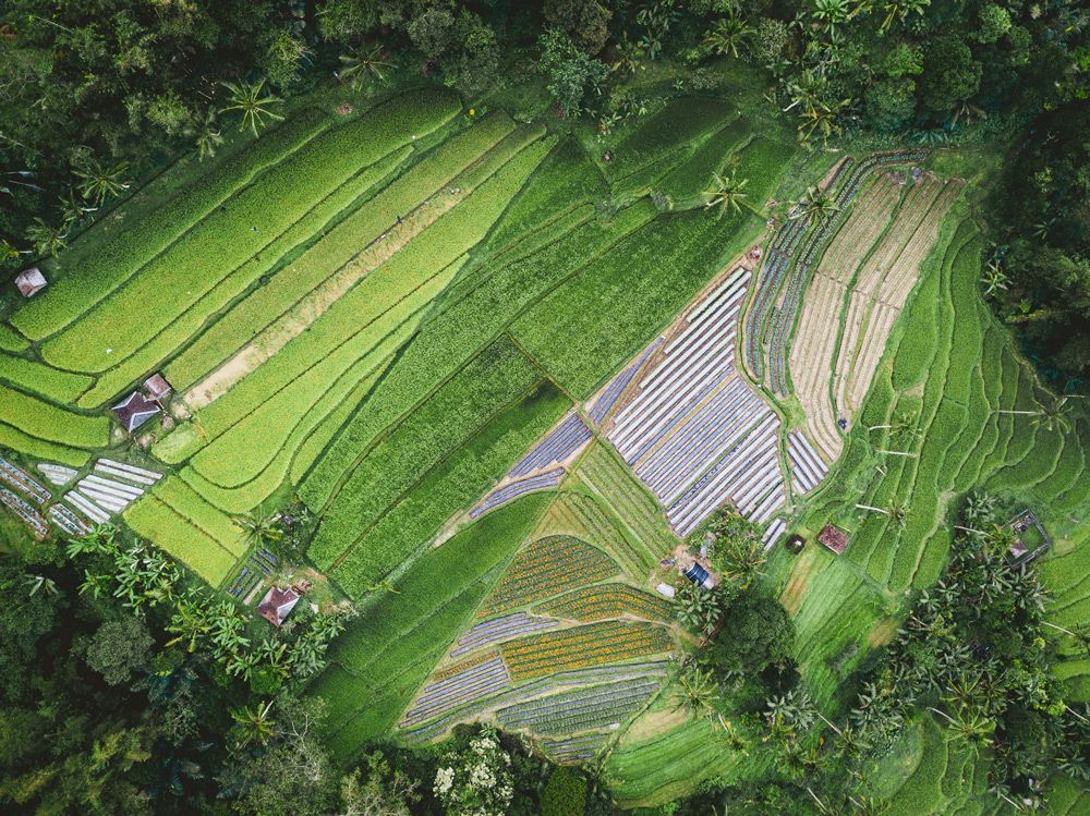 Restoring forests