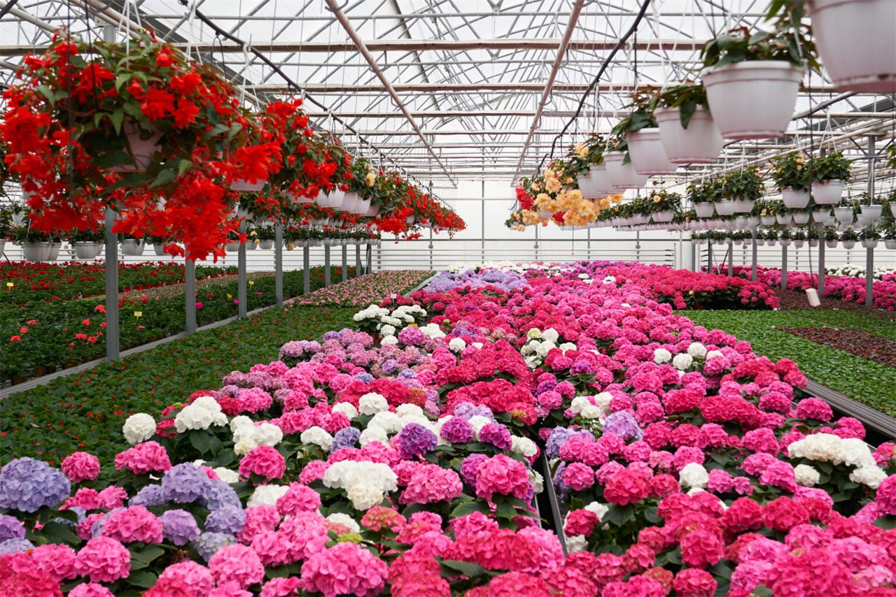 Hi-tech nursery greenhouse with seedlings